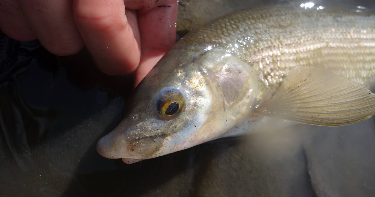 Connecticut Fly Angler Species Profile Mountain Whitefish