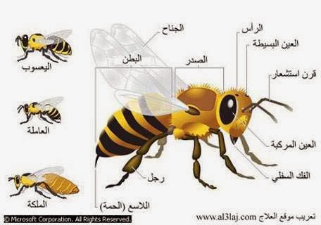 صور ملكة النحل صور ملكة النحل
