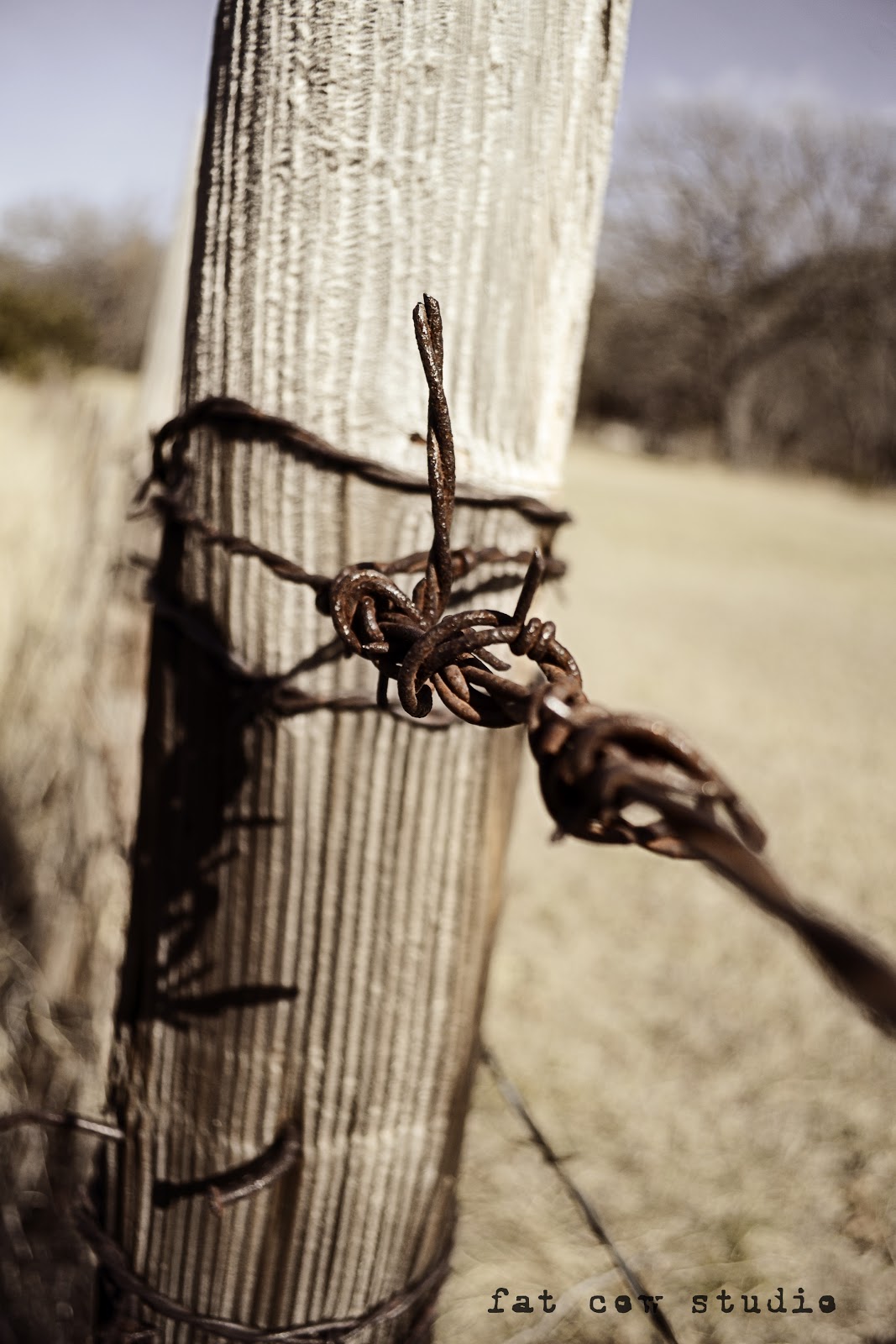 Fat Cow Studios Walking the fence line