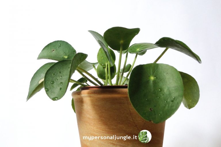 Pianta Calda Serra Succulente Isolamento Vegetale Sala Protettiva Anti-Zanzara Pianta Calda Serra Succulente Isolamento Vegetale Sala Protettiva Anti-Zanzara
