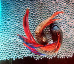 Ciri Ciri Telur Ikan Cupang Yang Telah Isi