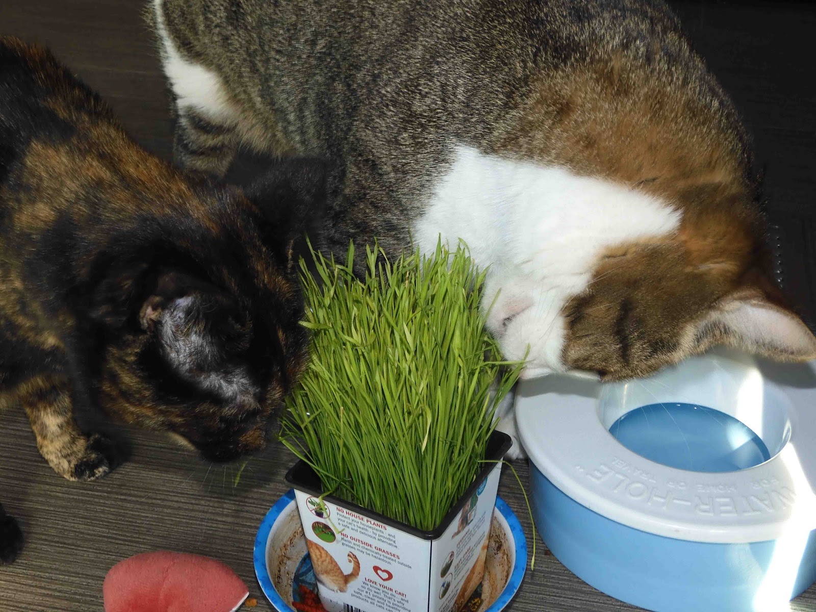 Cat Patches Sun Baths and Dust Baths