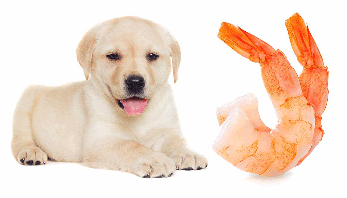 Pets guide. Собака с морепродуктами. A Dog is eating Fish.