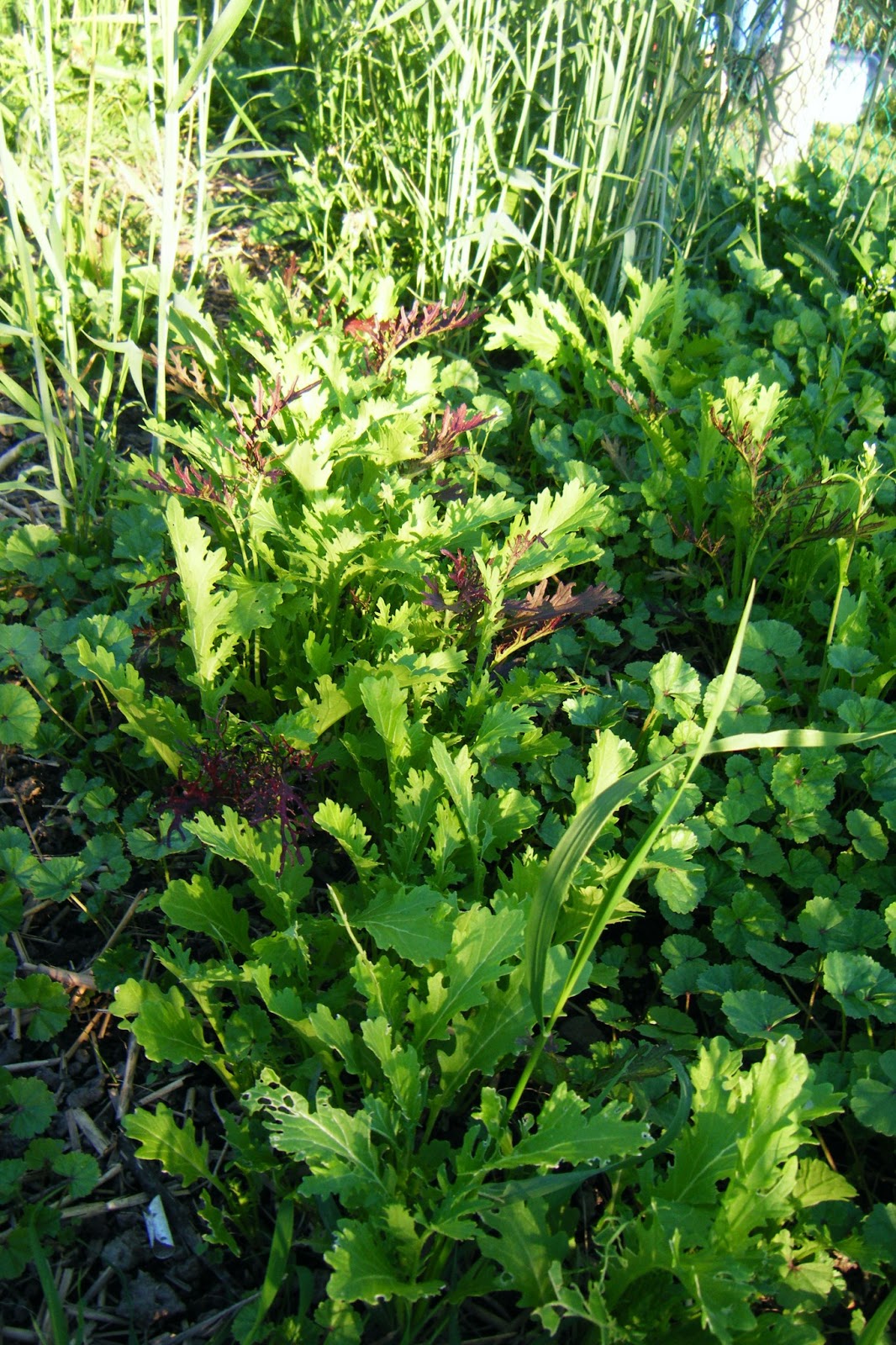 Chicken Love & Sheep Dreams: Chicken Garden 2013