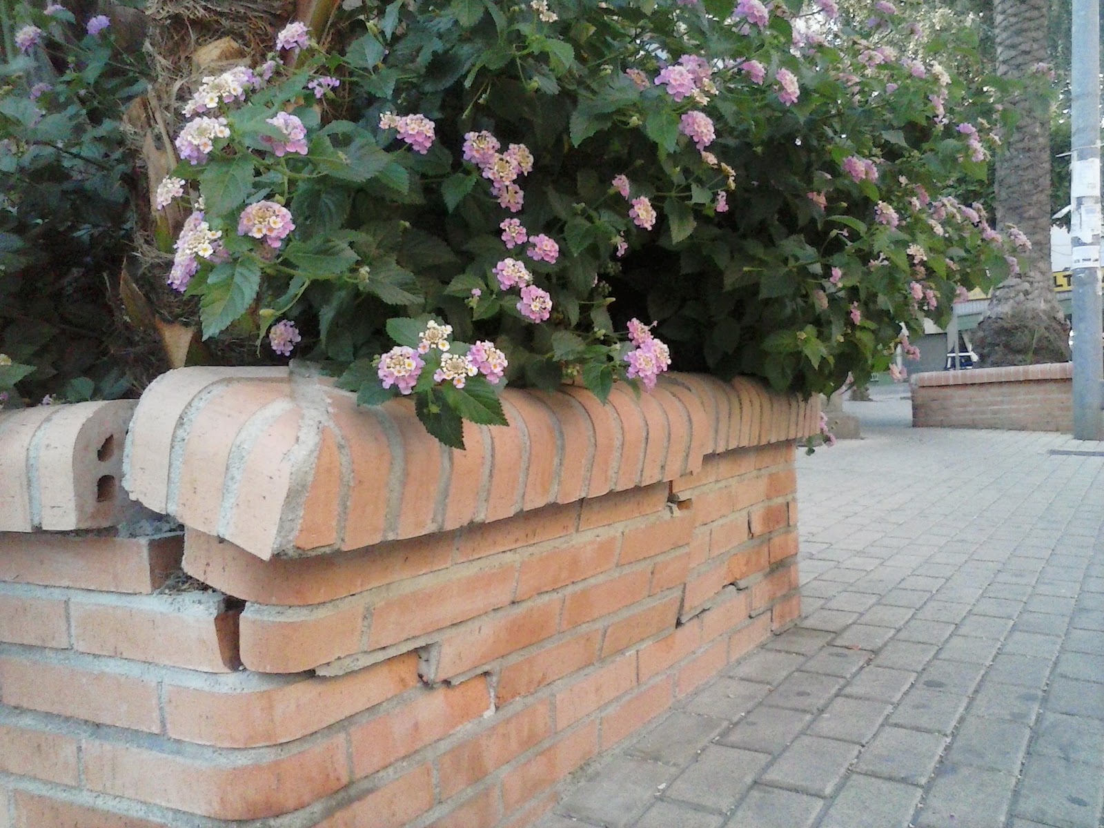 Asociación de Vecin@s de Beniaján: Fotodenuncias: La palmera de la