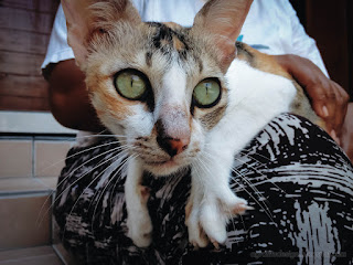 White Black Brown Cat Is On Lap With Eyes Looking Something In The House North Bali Indonesia