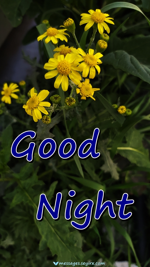 Good Night Flowers Picture images
