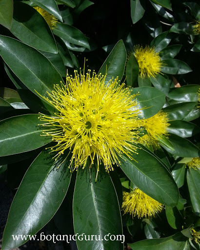 Xanthostemon chrysanthus, Golden Penda