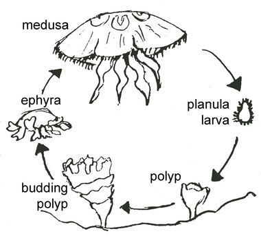 The Geography of Jellyfish
