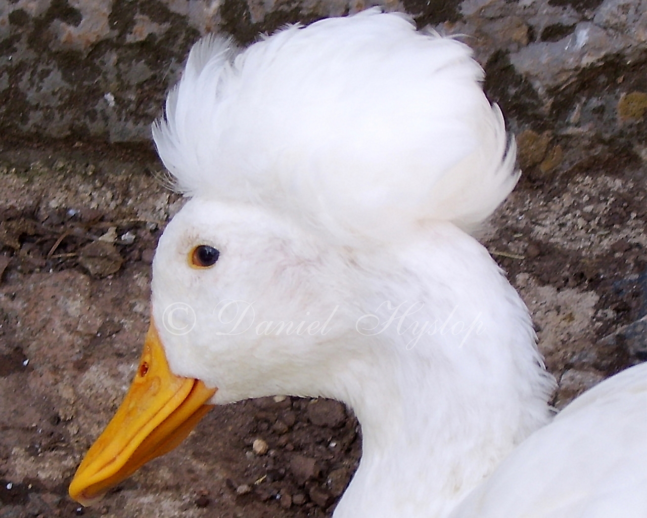 Animal Zoo Life ducks,ducks for sale,muscovy duck,types of duck,khaki