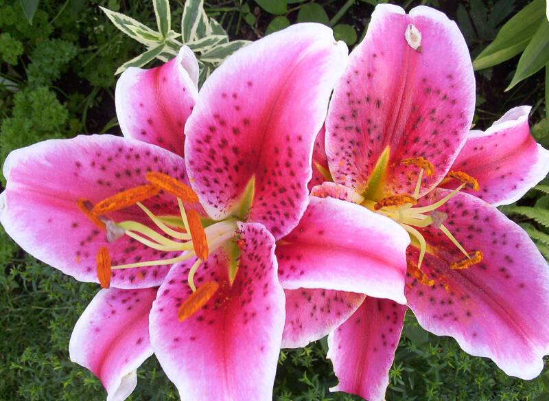 Lily Flowers Flowers