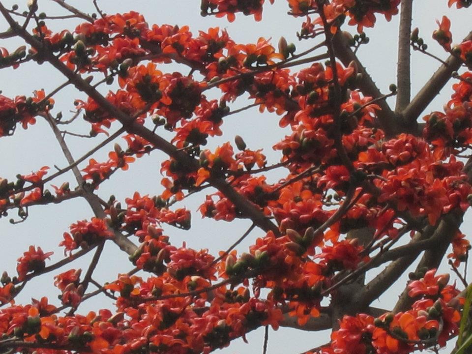 Bangladesh Unlocked ‘COTTON TREES’ IN BANGLADESH!