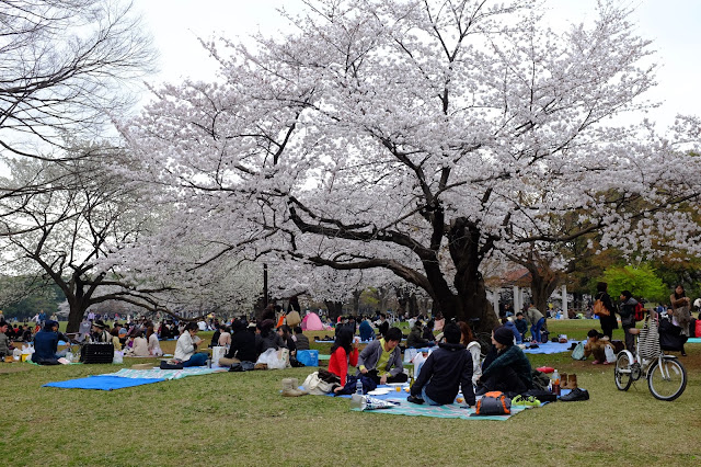 Hanami Sakura Yoyogi Park Shibuya 渋谷 代々木公園花見