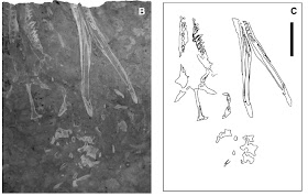 Species New to Science [Palaeontology • 2011] Neptunidraco ammoniticus
