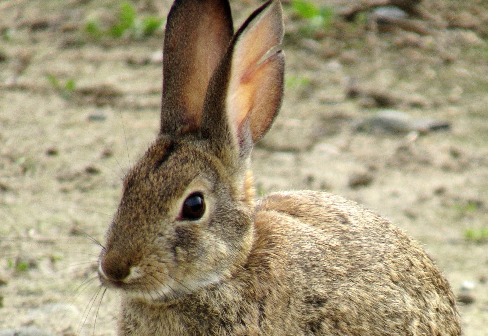 Desert Cottontail