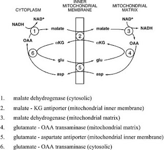 Malate-aspartate shuttle