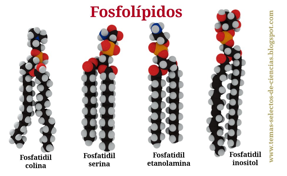 Lípidos Lípidos