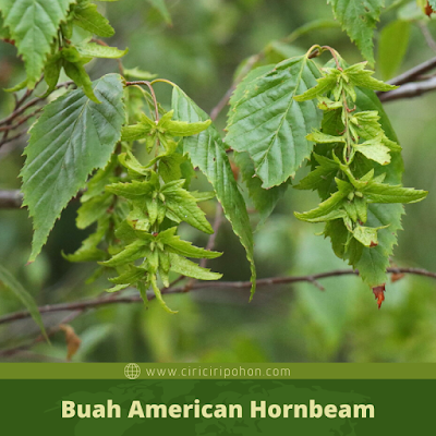 Ciri Ciri Buah American Hornbeam