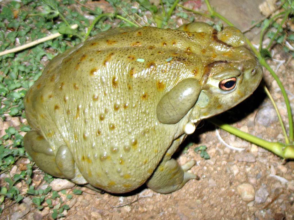 La Peste Loca: “Bufo alvarius”, el sapo psicodélico