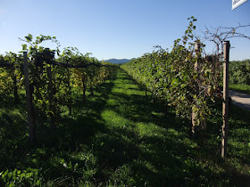 Vines growing in the Valdobbiadene region, which produces Italy's world-famous prosecco sparkling wine