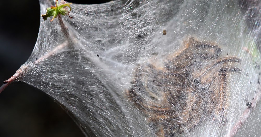 A B Pest Control and Insulation Bagworms vs. worms