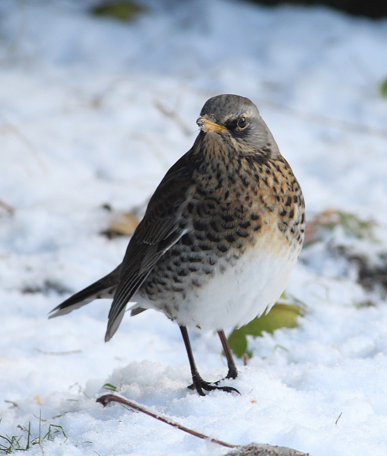 Another Bird Blog A Fieldfare Find