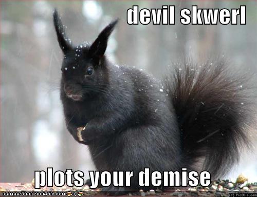 Funny+Squirrels+pictures.jpg