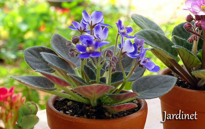 Substrato para violetas africanas - Jardinet