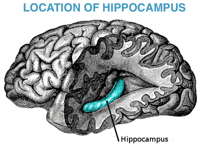 How to heal the hippocampus image