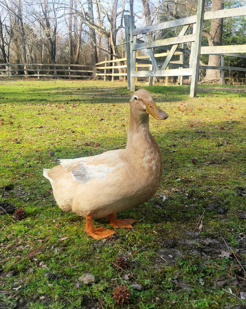 All About The Saxony Duck Breed Fresh Eggs Daily® with Lisa Steele
