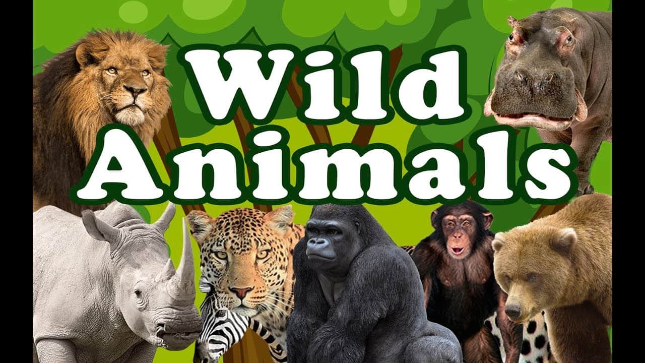 10 Lines on Wild Animals in English | Few Important Lines on Wild Animals  in English ~ HSSlive: Plus One & Plus Two Notes & Solutions for Kerala  State Board