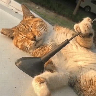 Amazing Cat GIF • Relaxed-cool cat sleeping on a roof car in the street, like a boss. "MINE, my new warm bed." Amazing Cat GIF • Relaxed-cool cat sleeping on a roof car in the street, like a boss. "MINE, my new warm bed."