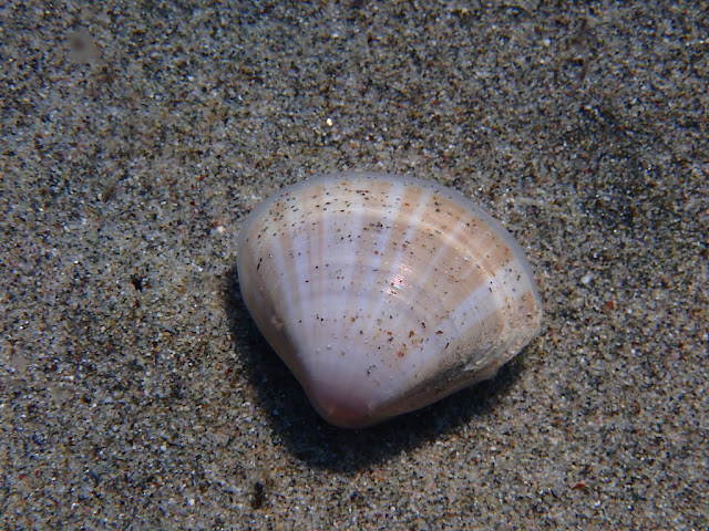Mactra stultorum Mactra stultorum