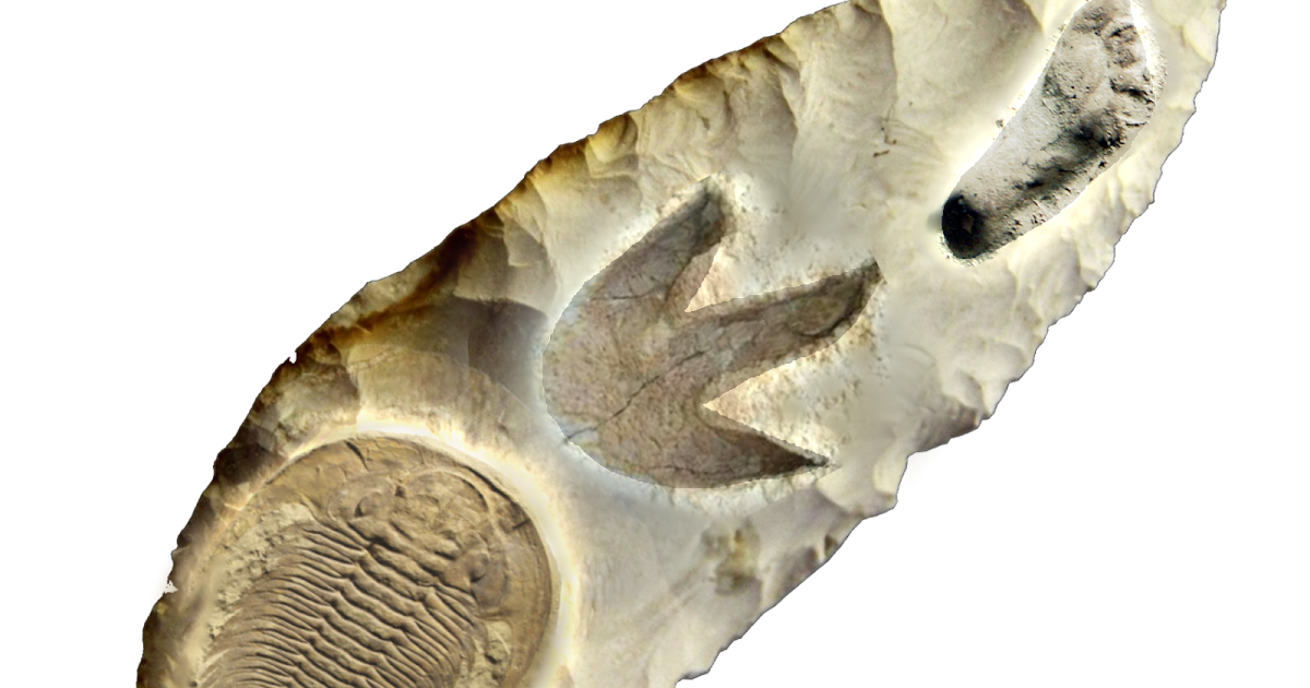 pancronia-fauna.blogspot.com