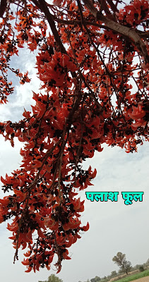 palash flower in hindi