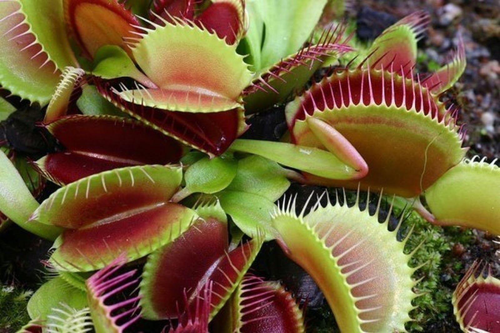 Top 12 ugliest and creepy plants in the world