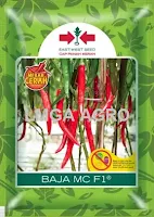 Benih cabe, Cabe Baja MC F1, Cabe merah Baja MC F1, Cara menanam cabe, Tanaman cabe, East West, Panah Merah, LMGA AGRO