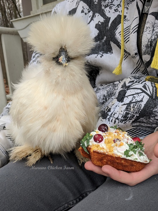 Christmas gifts for chickens Murano Chicken Farm