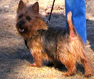 Everything about your Australian Terrier 