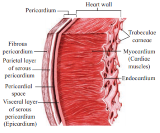 Class 12 Biology Chapter 8 Respiration and Circulation Solutions