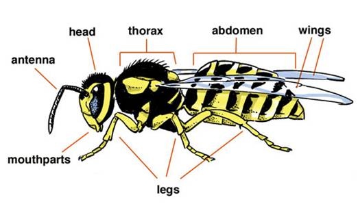 firefly body diagram