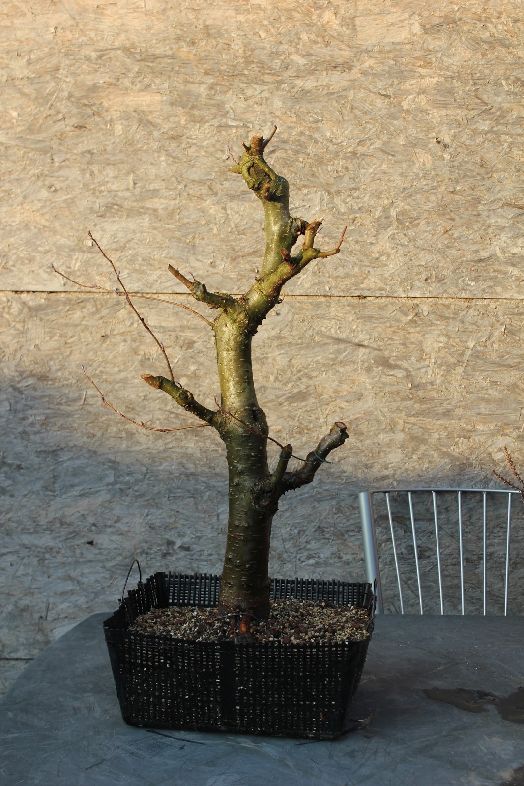 Bonsai en Bogen raw material of Common/Black Alder in pond basket