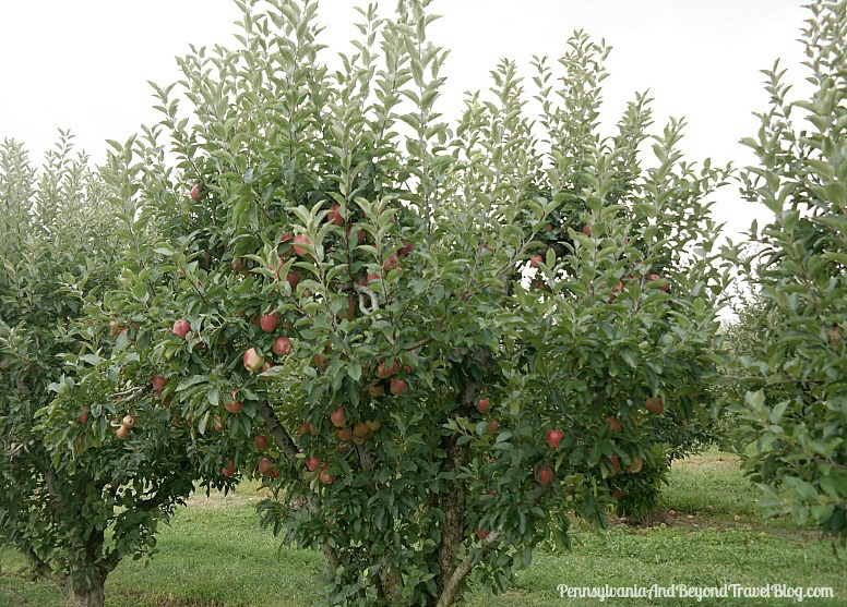 Pennsylvania & Beyond Travel Blog Fall Apple Picking at Strite's