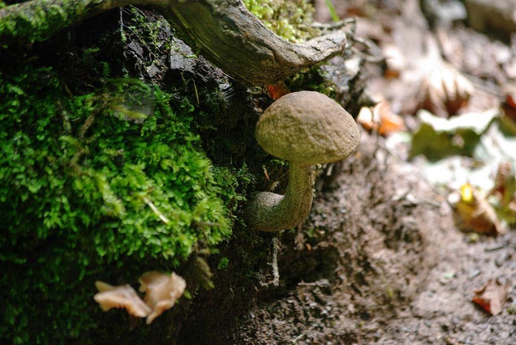 Viajando El bosque encantado de Ucieda Cantabria