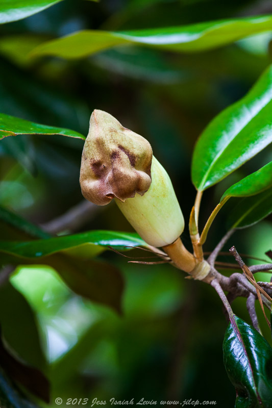 Classical Photography Stages of blossoming in a magnolia tree, and