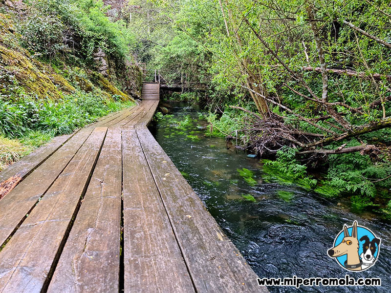 Ponte a Ponte Polo Río | Blog Mi Perro Mola