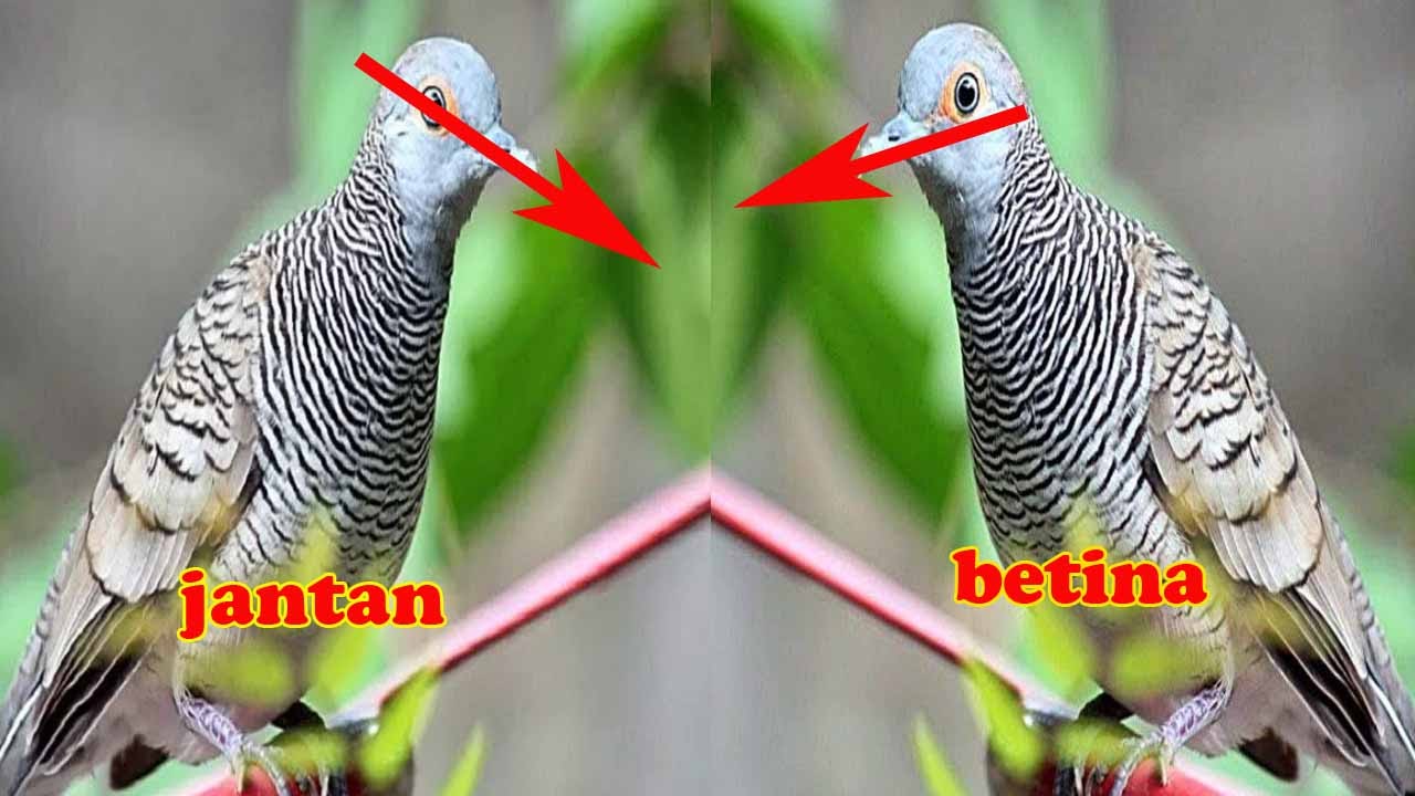 Cara Membedakan Jenis Kelamin Burung Perkutut Jantan Atau Betina