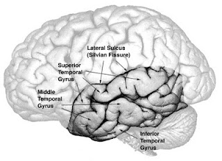temp_lobe.jpg