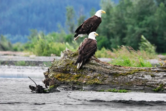 Chilkat Bald Eagle in Haines, Alaska Chilkat Bald Eagle in Haines, Alaska