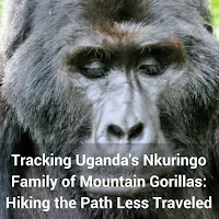 Tracking Uganda's Nkuringo Family of Mountain Gorillas: Hiking the Path Less Traveled